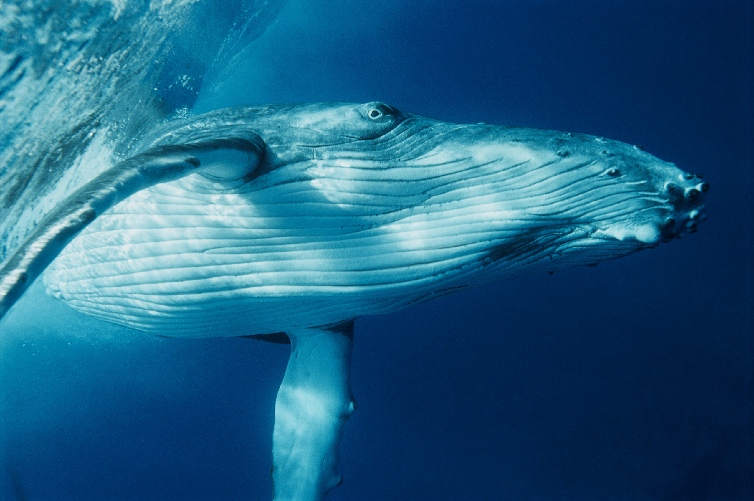 Baleine à bosse - Rurutu, Archipel des Australes, Océan Pacifique ©Alexis Rosenfeld