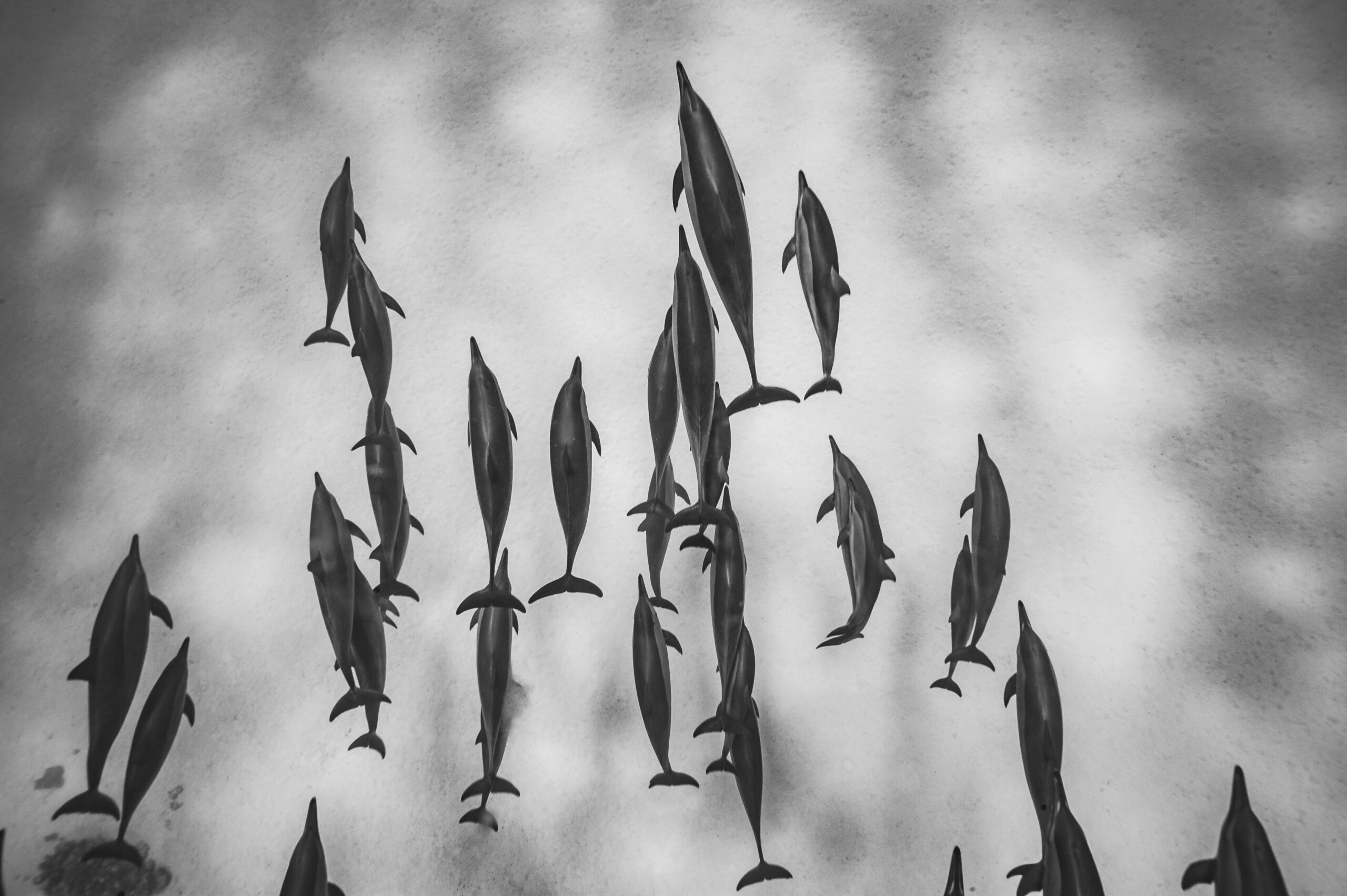 Dauphins à long bec - Schaab Samadai, Région de Marsa Alam, Mer Rouge ©Alexis Rosenfeld