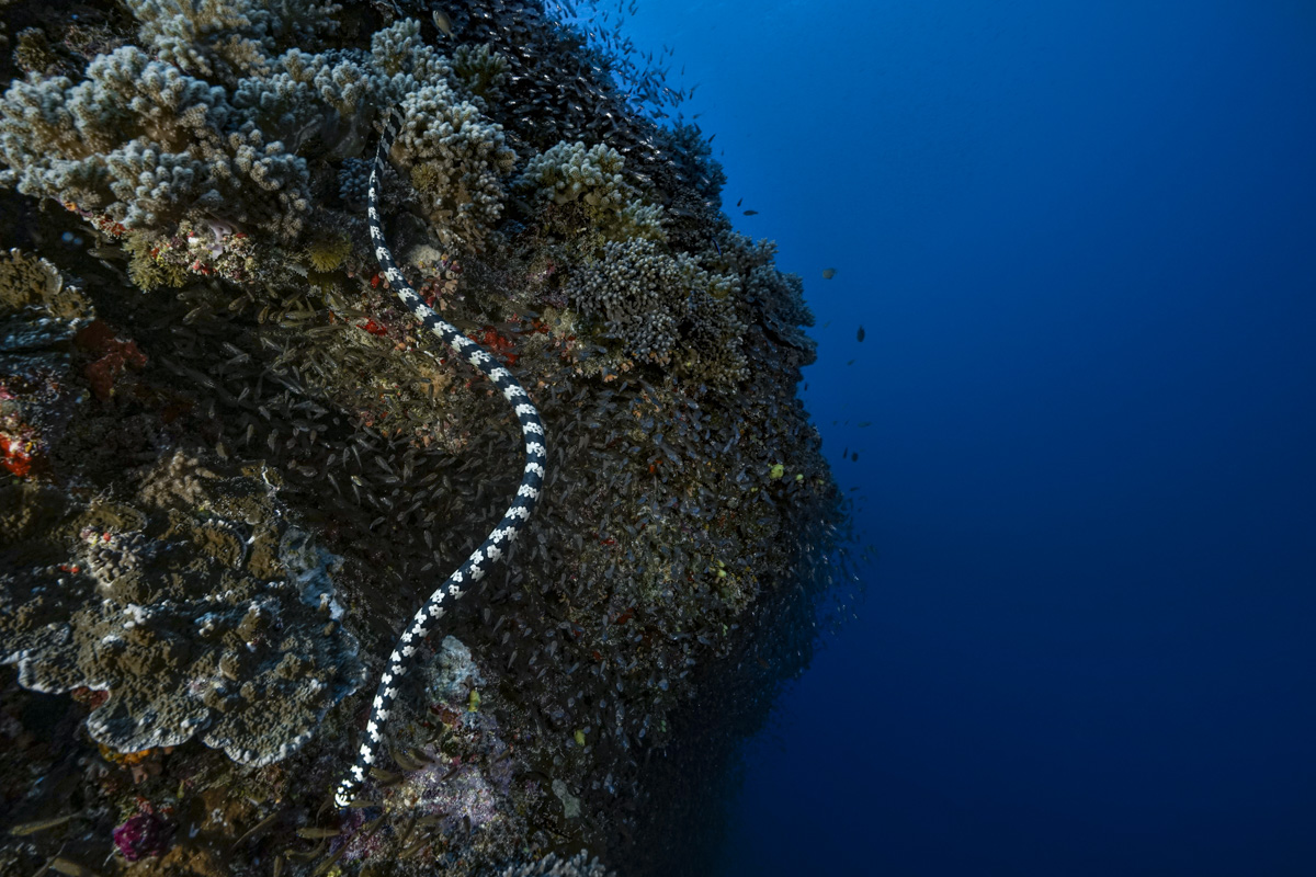 Nouvelle-Calédonie : Un serpent de mer à tête de tortue (Emydocephalus annulatus) ondule élégamment le long du récif corallien du lagon d’Huon ©Alexis Rosenfeld