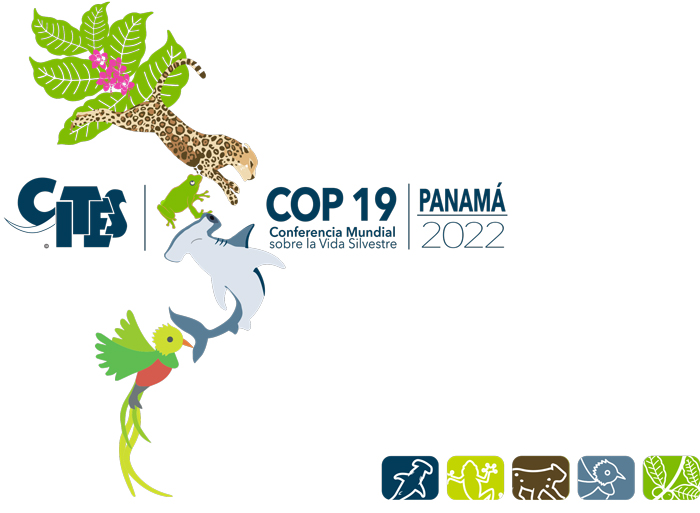 COP 19 de la CITES : une avancée majeure pour la protection des requins