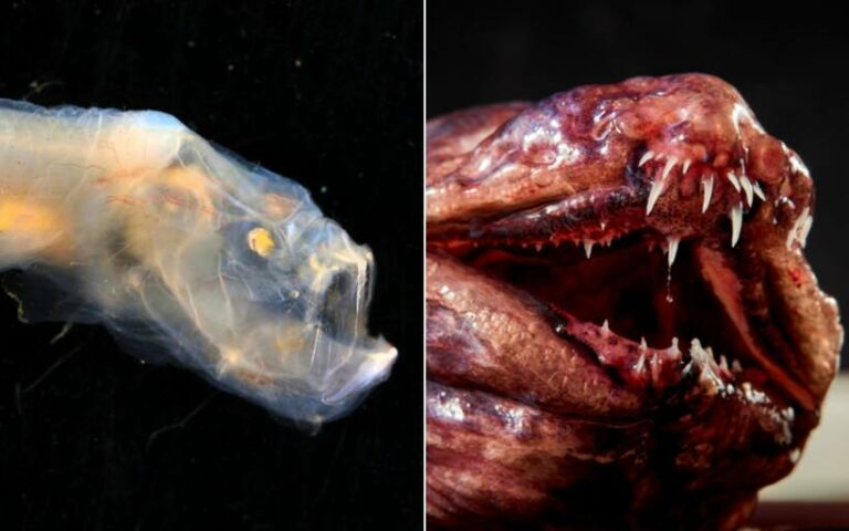 De nouvelles espèces découvertes dans les profondeurs ?
