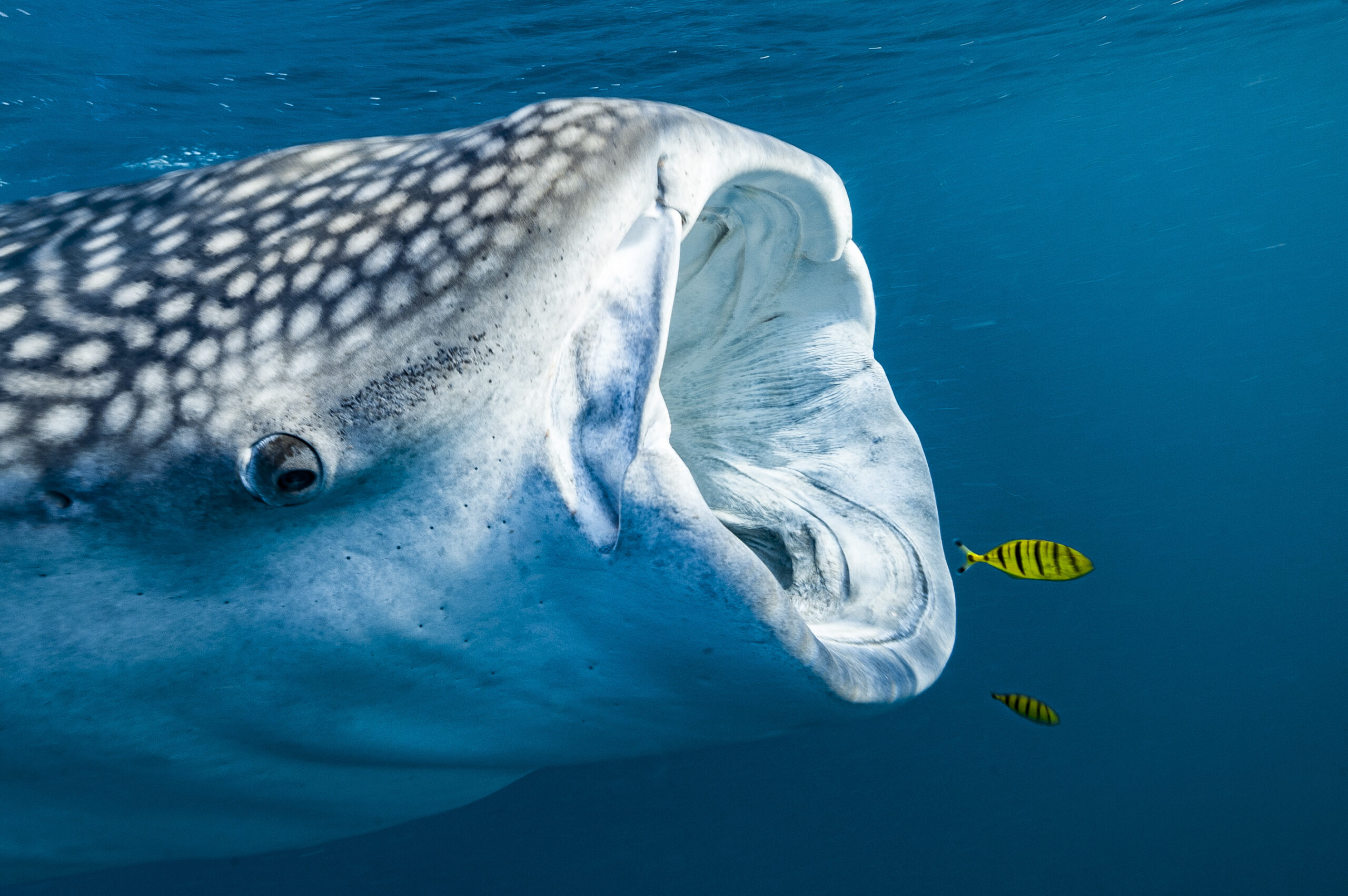 Requin baleine - Djibouti ©Alexis Rosenfeld