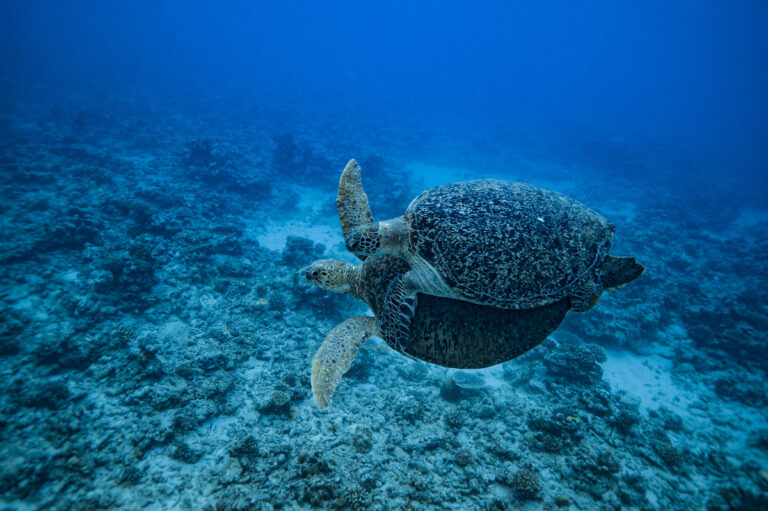 Nouvelle-Calédonie : les requins et les tortues sont désormais des “entités naturelles juridiques”. 