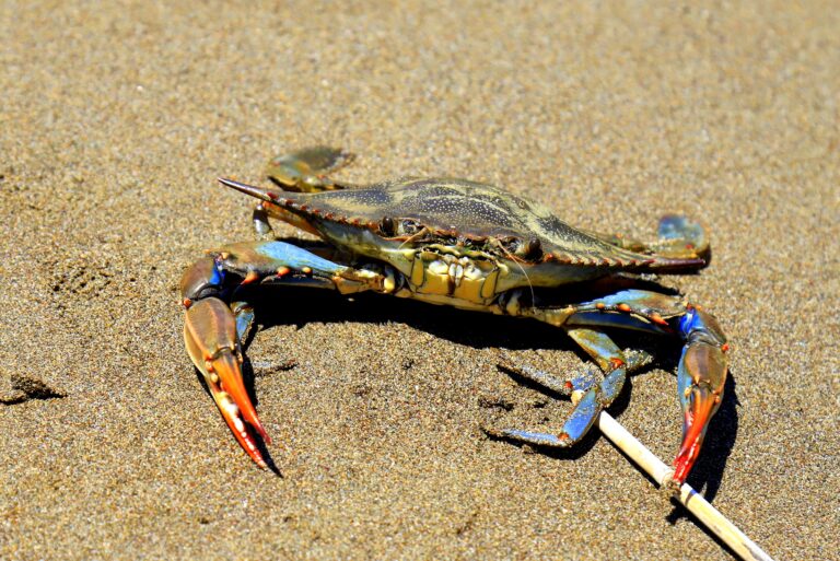 Le crabe bleu : une espèce invasive