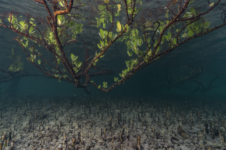 Forêts sous-marines, un enjeu pour l’humanité